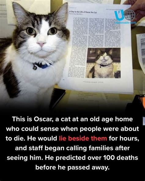 hilarious cat memes  hit harder  zoomies   bored panda
