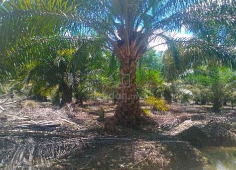 Agricultural Land For Sale 7 9 Acre S Inanam Sabah Mudah My