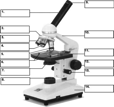 Bio Lab Exam Review Flashcards Quizlet