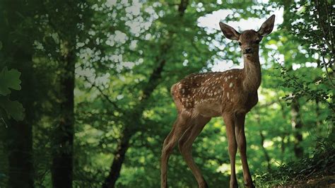 Prime Video Bambi L Histoire D Une Vie Dans Les Bois