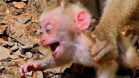 Sadnessnews Monkey Libby A T T A C K B I T E S I A P Baby Monkey