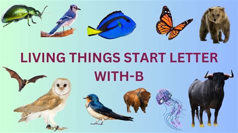 50 LIVING THINGS STARTING WITH LETTER B B WORDS 50 B WORDS YouTube