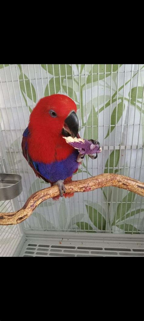 Eclectus Parrot