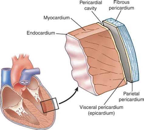 Pathology Unit Cardiovascular System Done Flashcards Quizlet