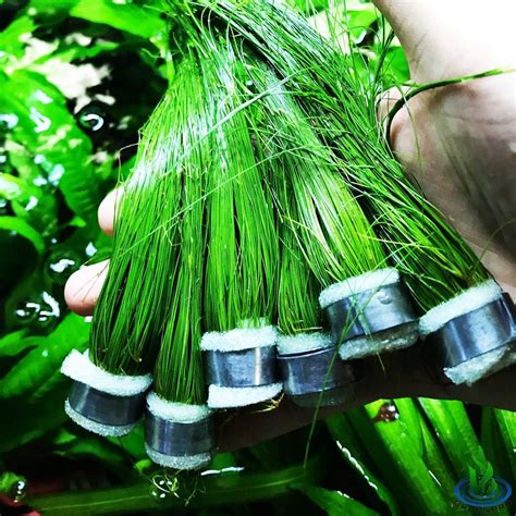 Bundle Giant Hairgrass Eleocharis Vivipara Package Freshwater