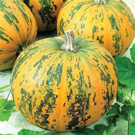 pumpkin seeds planting