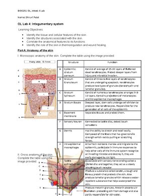 Solved Which Gland Is Not A Sweat Gland Anatomy Physiology