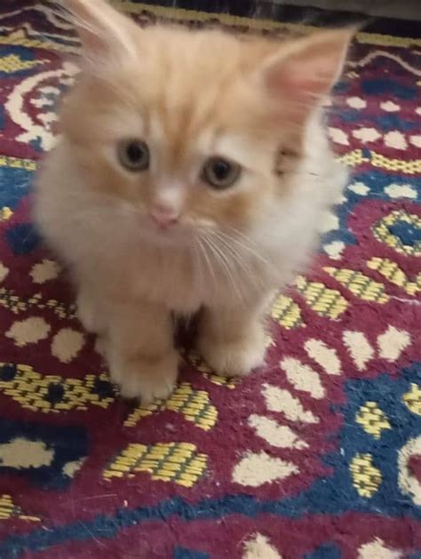 Persian Cat Pair For Sale With 2 Babies White And Brown Color Cats