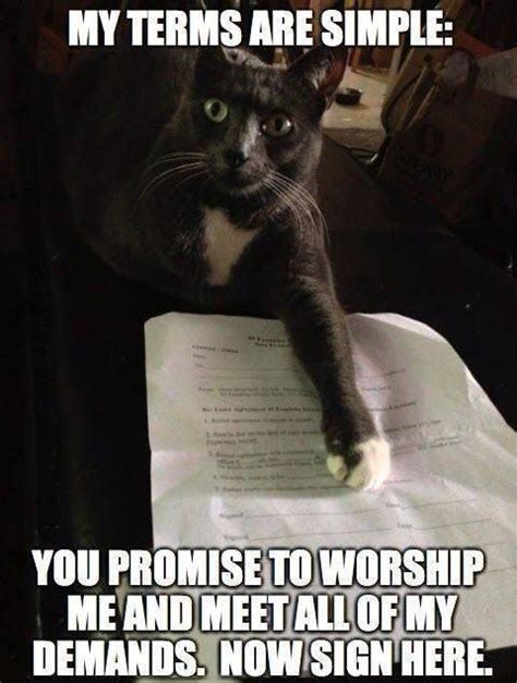 funny cat memes     day    catscom