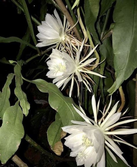 Brahma Kamal Saussurea Obvallata Epiphyllum Queen Of The Night Orchid