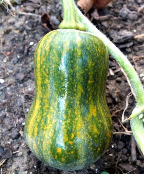 How To Fertilizer For Squash Effectively In Days Or Less Naturally