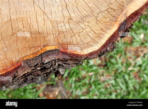 Close Up Of Wooden Stump And Its Texture Stock Photo Alamy