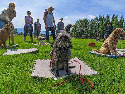 elite dog training classes  kansas city moks dte