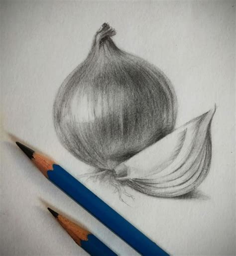 Floral Art Onion Drawing Realistic Pencil Drawings Object Drawing