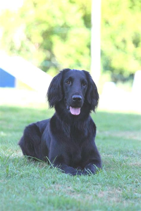 Accueil Elevage Des Etoiles Sacrees Du Sud Eleveur De Chiens Hovawart