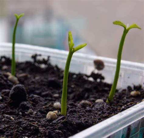 Cómo germinar semillas de mandarina paso a paso