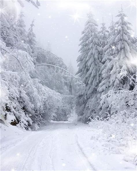 X Ft Winter Wonderland Backdrop Snow Covered Pine Trees Winter Forest