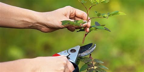 Come E Quando Potare Lortensia Per Farla Rifiorire Guida Con Immagini