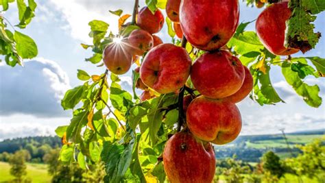 ultimate guide  thriving fruit trees