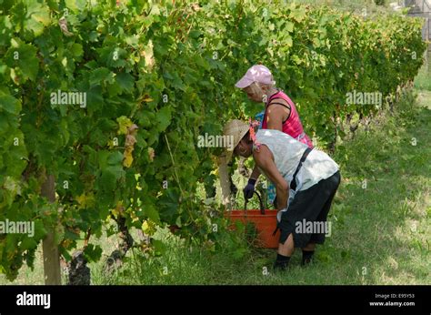 Italy Panorama Of Vineyards Of Piedmont Langhe Roero And Monferrato On