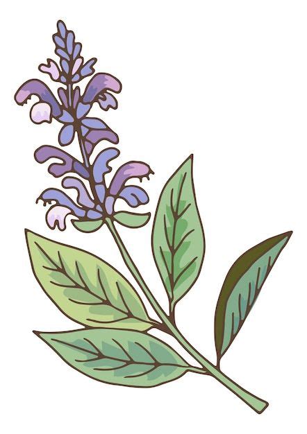 Lavender Branch Botanical Illustration