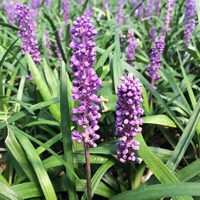 Liriope Muscari Royal Purple Lilyturf Asparagaceae The Asparagus