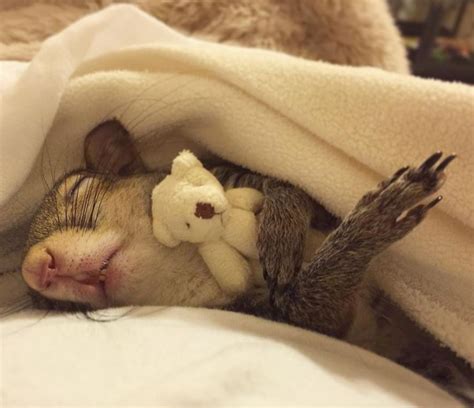 GempakSpot Meet Jill The Squirrel Who Cant Go To Sleep Without Her