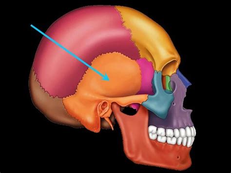 Lab Quiz Cranial Nerves Special Senses Study Guide Flashcards