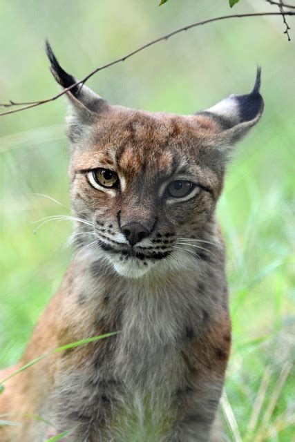 Page 2 600 Free Iberian Lynx Lynx Images Pixabay