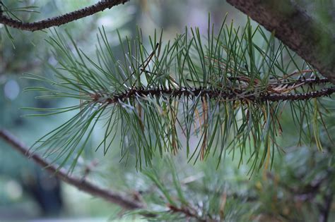 10 000 Free Pino Mexicano Pine Images Pixabay