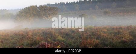 Misty Morning Sunrise Bratley Plain New Forest National Park