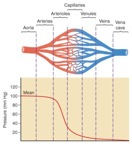 Chapter The Cardiovascular System And The Heart Flashcards Quizlet