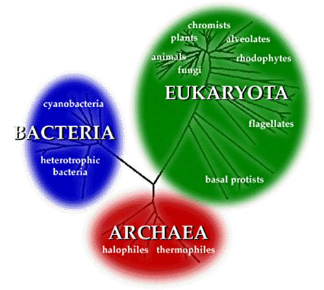 Microbio Study Guides Chap 1 2 10 Flashcards Quizlet