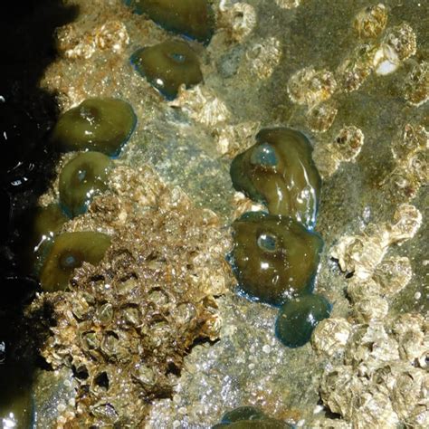 Monmouth University Scientists Confirm New Invasive Species Of Anemone