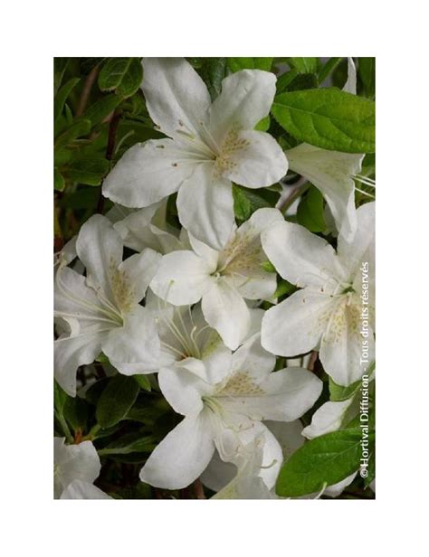 Azalea Japonica Dorothy Heiden Azal E Japonaise