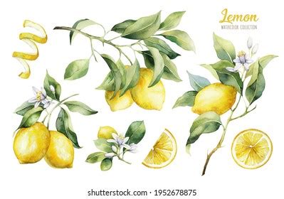 Lemons Clip Art Images Stock Photos And Vectors Shutterstock