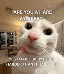 cat memes gifs tenor
