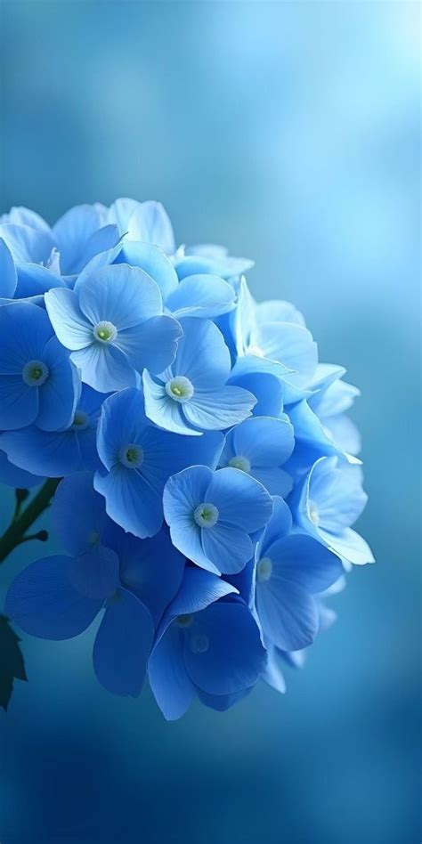 Beautiful Flowers IPhone Samsung And Mobile Phone Wallpapers