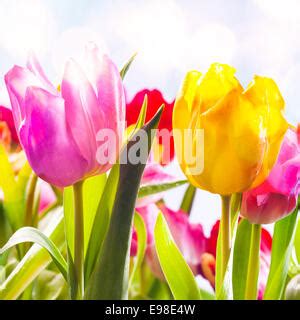 A Closeup To Pink And Yellow Tulips In The Spring Stock Photo Alamy