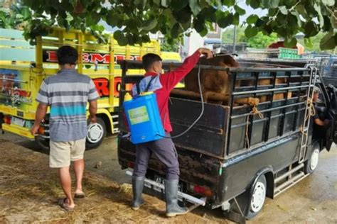 Kasus Lumpy Skin Disease Di Sukoharjo Makin Menggila Radar Solo