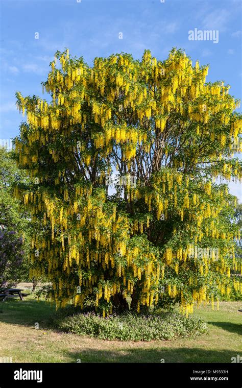 Yellow laburnum anagyroides common hi-res stock photography and images ... 