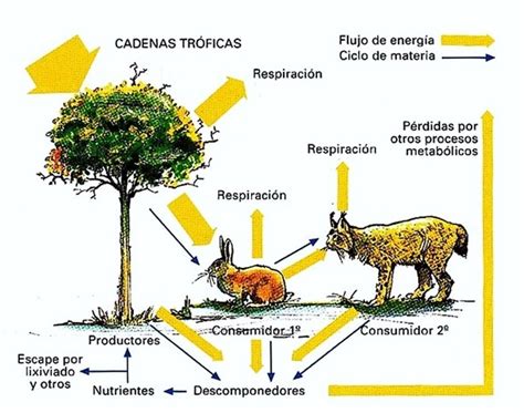 Cuanto le cuesta a un ecosistema tu dieta carnívora Otro Mundo Es