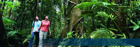 Daintree Cape Tribulation And Wildlife CTIC