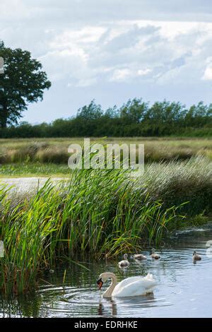 Mute Swans And Cygnets On The River Coln Bibury The Cotswolds