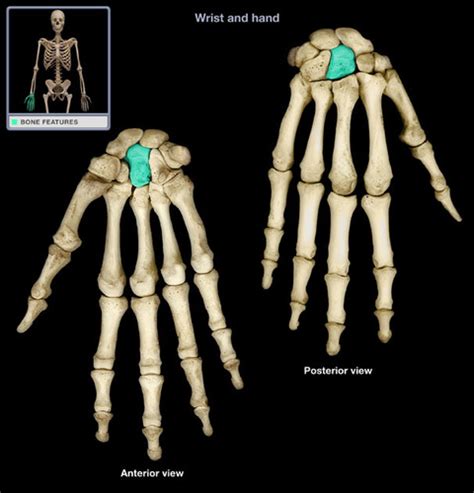 Hand Anatomy Flashcards Quizlet