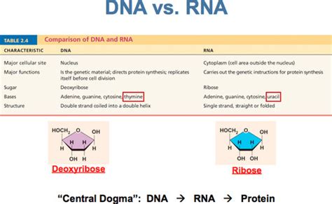 Biology Genetics Flashcards Quizlet