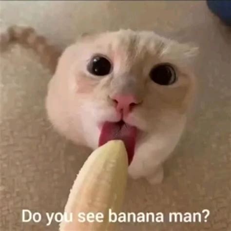 Banana Man In Cat Memes Funny Looking Cats Silly Cats Pictures