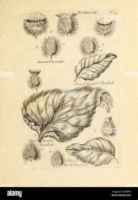 Illustration Features Detailed Depictions Of Leaves Hi Res Stock