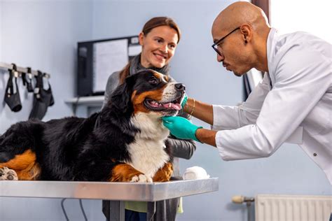 find   vet manypets