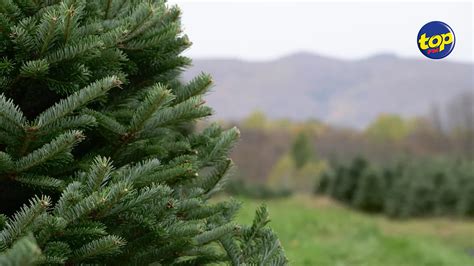 Noël Les sapins en vente du 20 au 24 décembre à Rs 200 lunité TOP